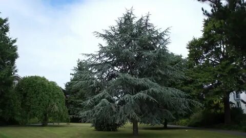Atlas cedar