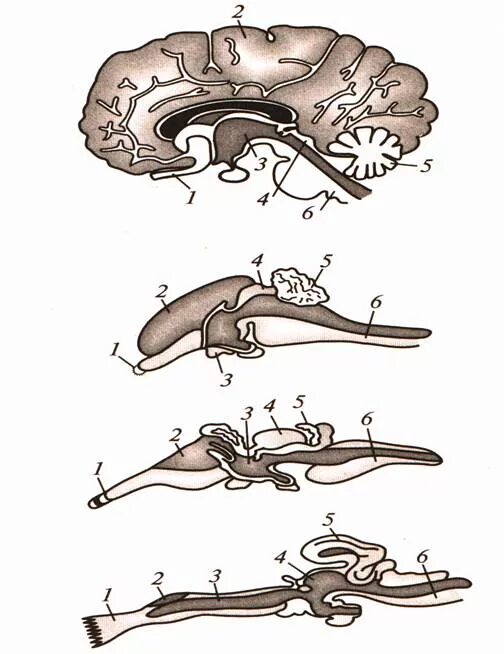Какой мозг у акулы. Головной мозг ящерица 1 обонятельные доли. Гиппокамп анатомия животных. Строение мозга Эволюция. Строение головного мозга акулы.