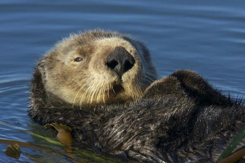 командорский заповедник калан. морской бобр калан. северный калан. северный калан. морская выдра калан.