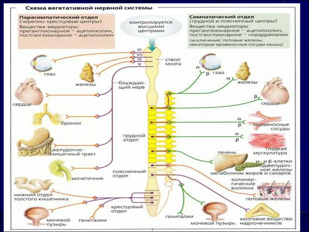 Нервный отдел и функции парасимпатической. Симпатическая вегетативная нервная система. Вегетативная система рецепторы. Симпатический отдел ВНС физиология. Рецепторы вегетативной нервной системы физиология.