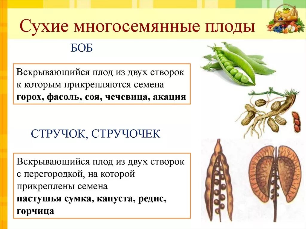 Строение многосемянного плода. Многосемянные сухие плоды стручочек. Сухие многосемянные плоды Боб. Многосемянные сухие плоды и семена. Какой из перечисленных плодов является многосеменным