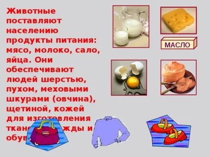 Домашние животные дающие человеку продукты питания