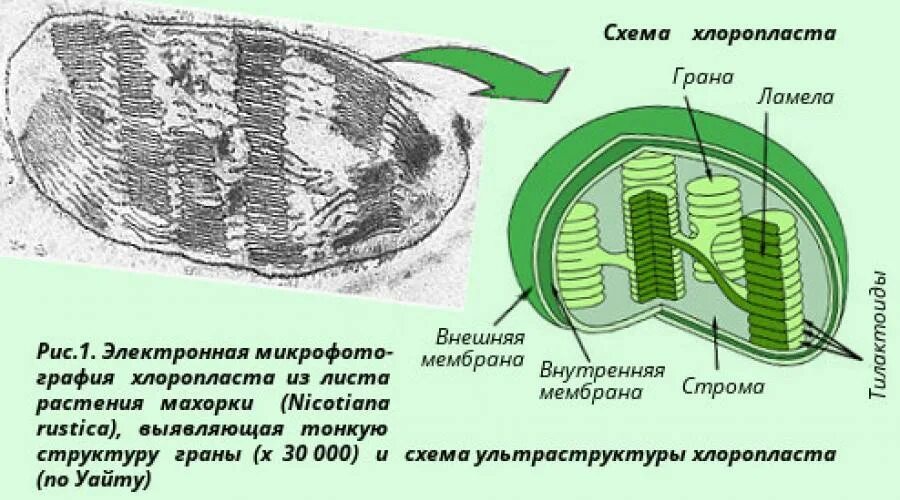 Хлоропласты особенности строения. Хлоропласты строение и функции. особенности строения хлоропластов. процессы в хлоропластах. хлоропласты функции.