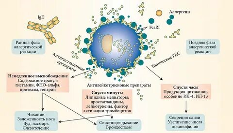 Аллергические реакции и инфекция