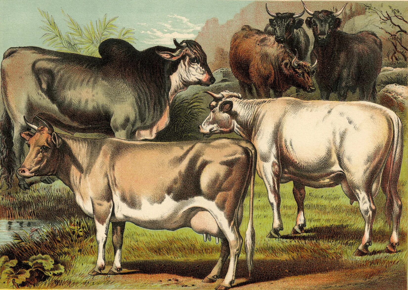 Корова в древности. Первобытная корова. Одомашнивание коровы. Животноводство в древности.