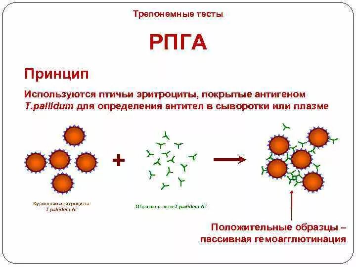 Положительный антиген в крови. РПГА схема реакции. Реакция непрямой гемагглютинации схема. Серологическое исследование крови методом РПГА. Компоненты РПГА микробиология.