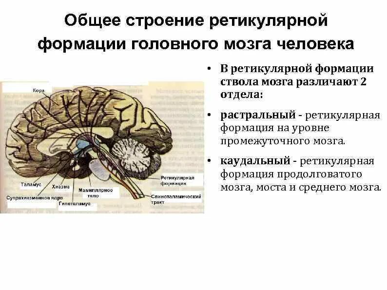 Нервные центры промежуточного мозга. Отдел головного мозга ретикулярная формация. Ретикулярная формация ствола головного мозга. Физиологические функции ретикулярной формации мозга. Характеристика головного мозга. Ствол мозга. Ретикулярная формация..