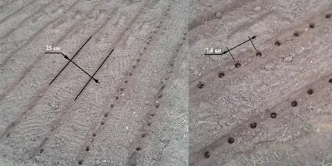 Расстояние между луком севком