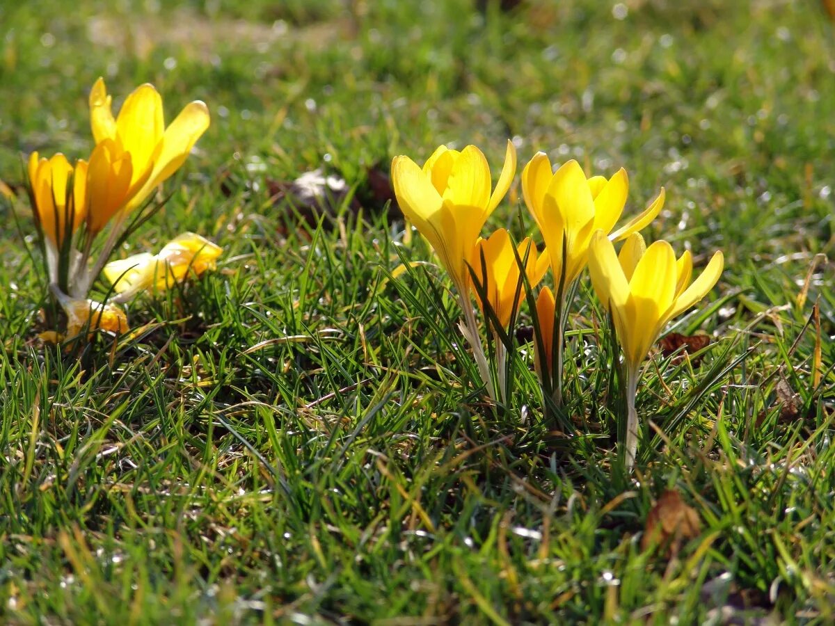 Желтые ранние цветы весной как называется. Желтые первоцветы крокусы. Бойчечак Гули. Шери Бойчечак. Крокус белый цветок первоцвет.