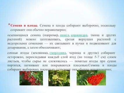 Перечисли основные правила сбора растений