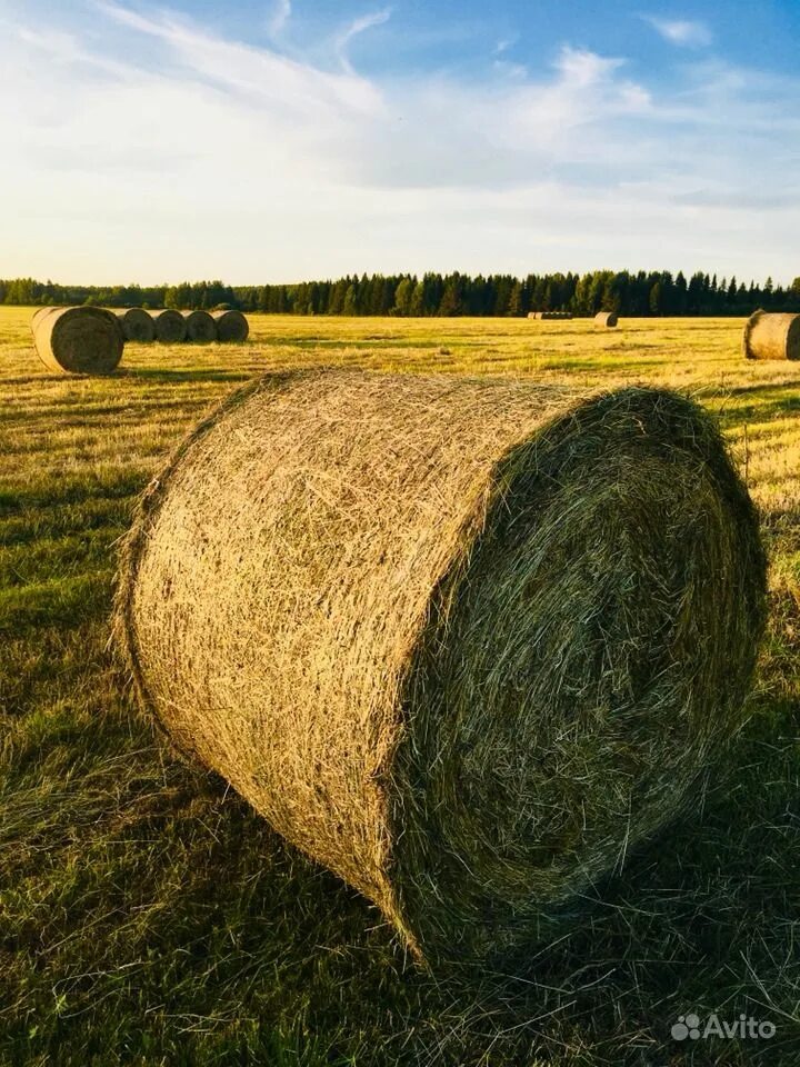 Заготовитель сена.