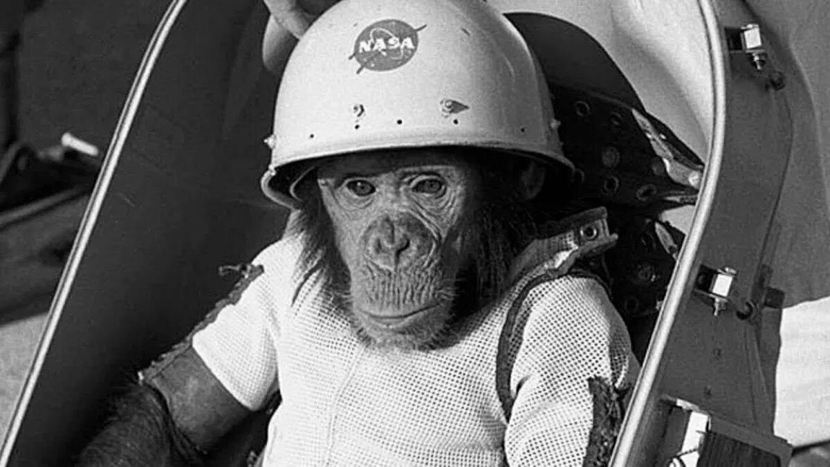 Обезьяны первыми полетели в космос. Обезьяны в космосе Энос. Хэм первый шимпанзе-астронавт. Хэм обезьяна космонавт. Шимпанзе Энос космонавт.