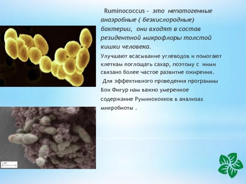 Анаэробные патогенные бактерии. Непатогенные микроорганизмы. Непатогенные микроорганизмы пример. Бактерии руминококки.