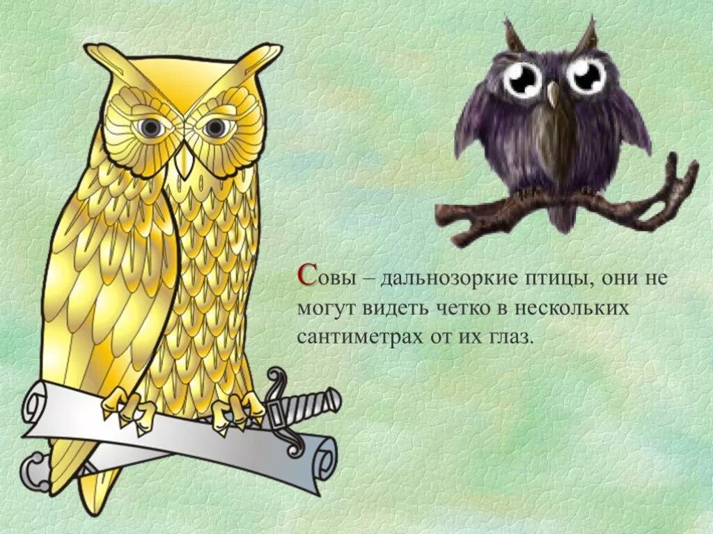 Как будет сова по. Факты о сове. интересное о совах для детей. интересные факты о совах. интересные факты о совах для детей.