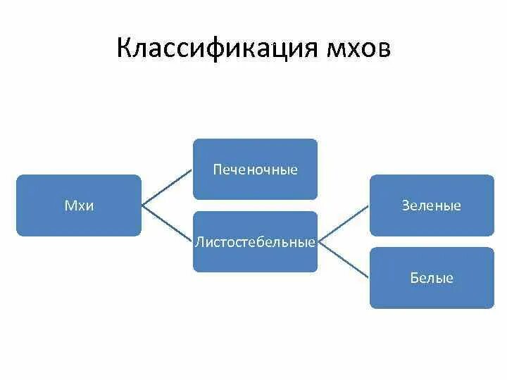 Систематическая группа мхов схема. Систематическая группа мхов схема. Систематическая группа мхов схема. Систематическая группа мхов схема. Систематика мхов схема.