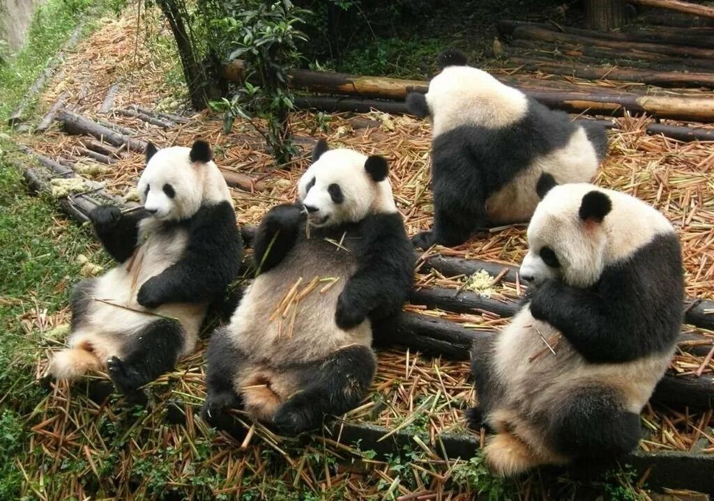 Большая панда что едят. Заповедник панд в Чэнду. Чэнду Китай панды. Чэнду Панда парк. Китай зоопарк панды Чэнду.