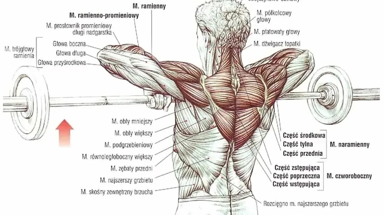 Поясница гантели. Упражнения на ромбовидные мышцы спины. Упражнения на развитие мышц спины с гантелями. Упражнения на дельтовидные мышцы. Упражнения со штангой для широчайших мышц.
