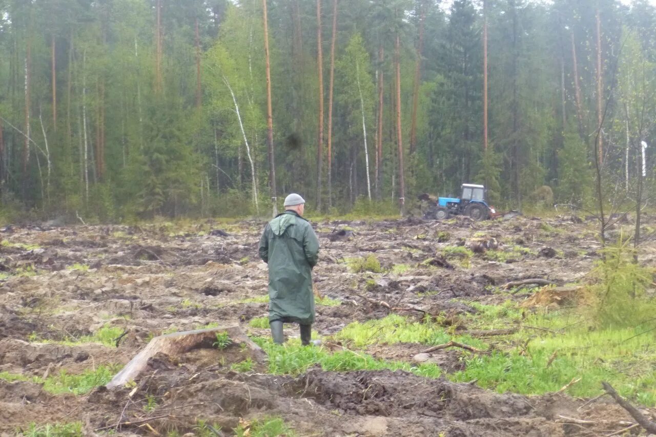 Воря Богородское лесничество. Санитарная вырубка леса. Сплошная санитарная рубка. Выборочная санитарная рубка. Сплошные выборочные рубки