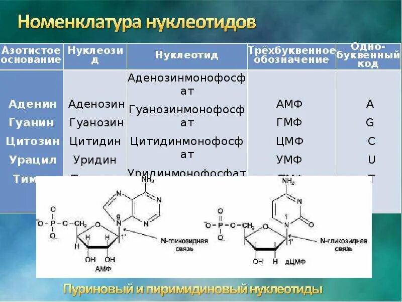 Динуклеотид ЦМФ. ЦМФ нуклеотиды.