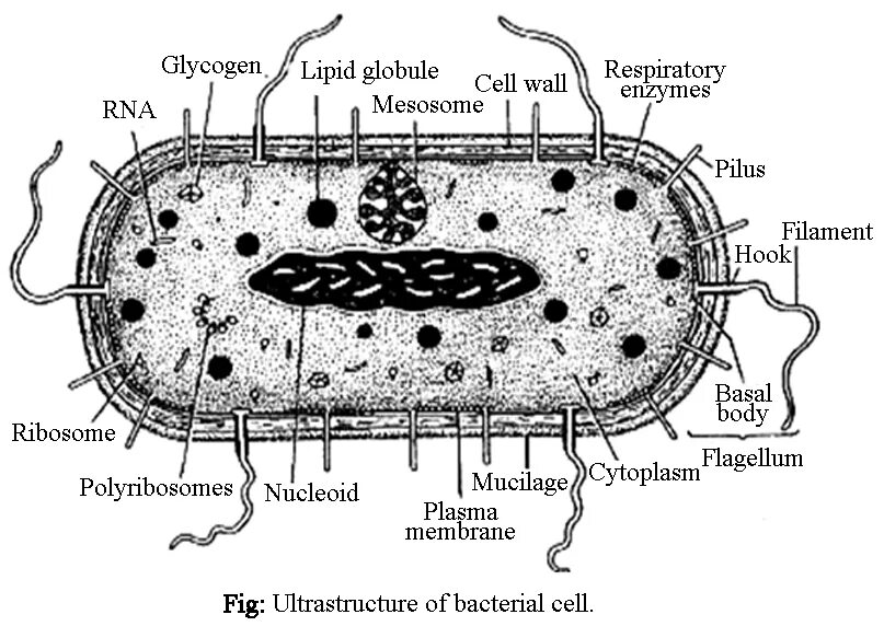 Питание клетки бактерии. Bacteria Cell ultrastructure. Bacterial Cell structure. Main components of a bacterial Cell. Electron micrograph of an secretory Cell from the pancreas.