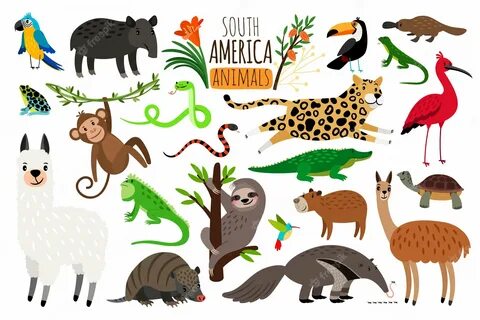 Животные южной америки рисунок (31 фото) " рисунки для срисовки на Газ-квас.ком