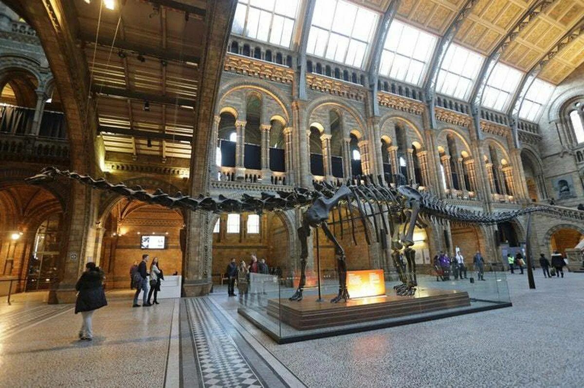 Какие музеи есть в лондоне. Natural History Museum в Лондоне. Музей естествознания Лондон Диплодок. Британский музей естествознания. Музей естественной истории Нью-Йорк.