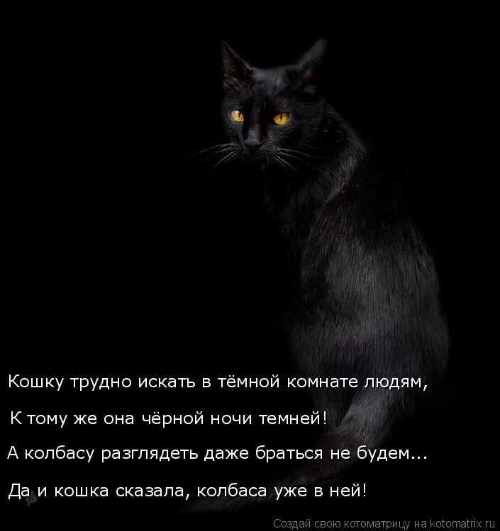 Ищу черную кошку. Искать черную кошку в темной комнате. Страшные истории про кошек. Кошка в темной комнате. Страшные истории черная кошка.