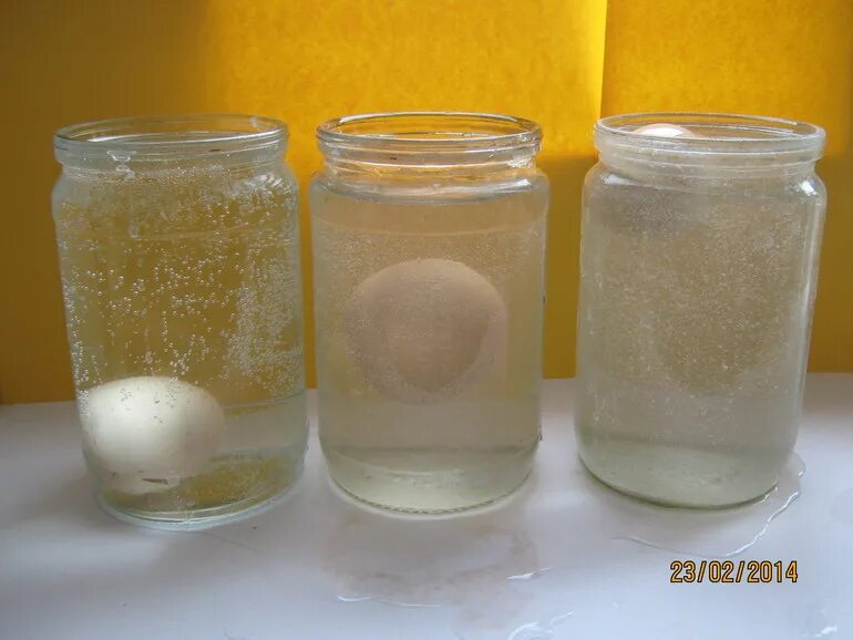 Опыт с яйцом и соленой водой. Опыт с водой и яйцом и солью. Эксперимент с яйцом и соленой водой. Опыт с водой и яйцами в соленой воде. Соленая вода курам