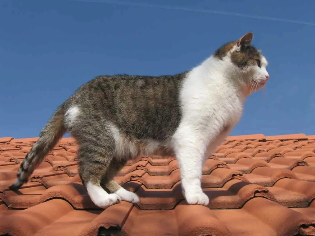Кошка ездит. Кошка ходит. Кот гуляет. Кошка щкодит. Кошки на крыше.