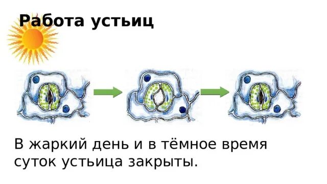 В жаркий день устьица закрыты