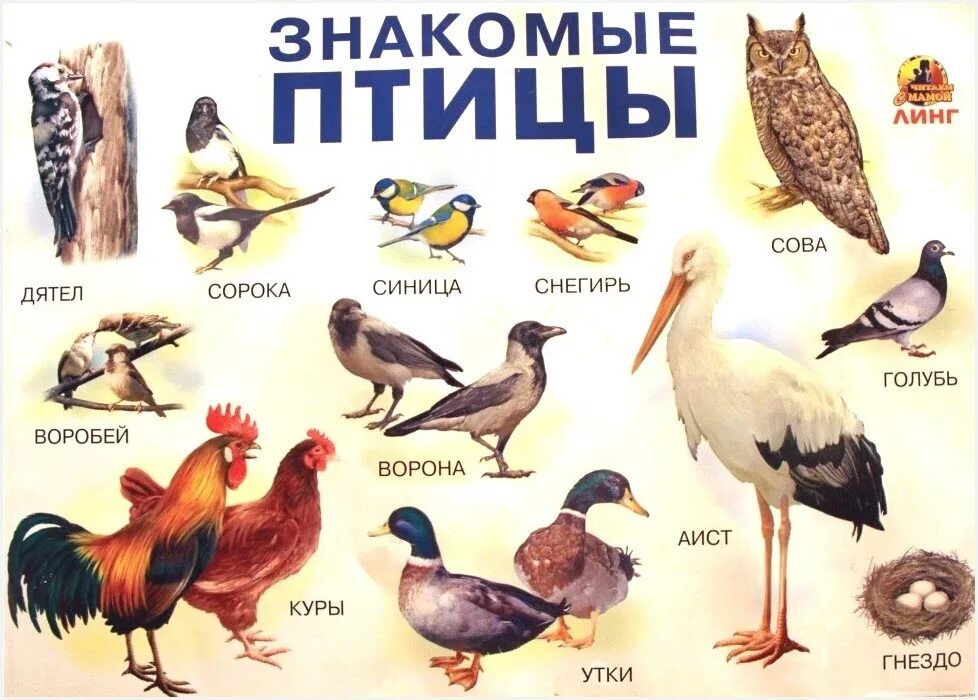Птицы на букву а. Плакат птицы. Плакат птицы для детей. Название птиц. Плакат птицы для детского сада.