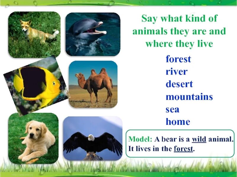 Animals in our Life презентация. Animals and where they Live. Where do animals Live. What kind of animals.