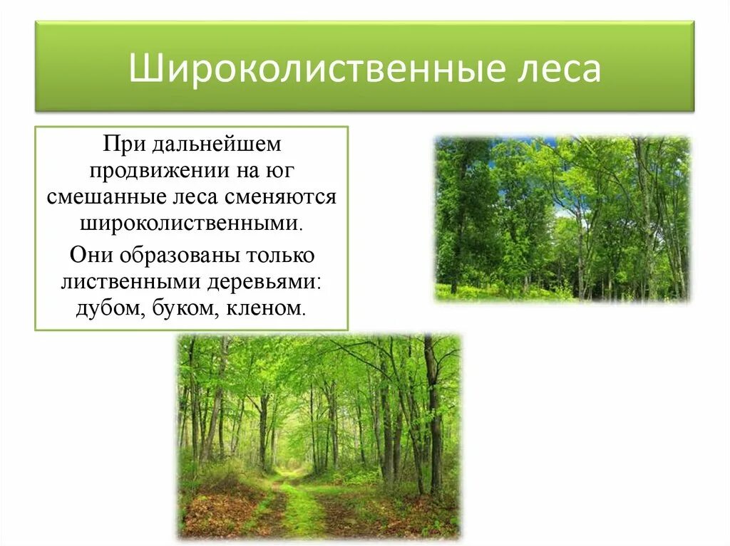 Описание широколиственных лесов по плану. Внешний вид широколиственных лесов. Схема широколиственного леса. Широколиственные леса краткое описание. Смешанные и широколиственные леса дуб.