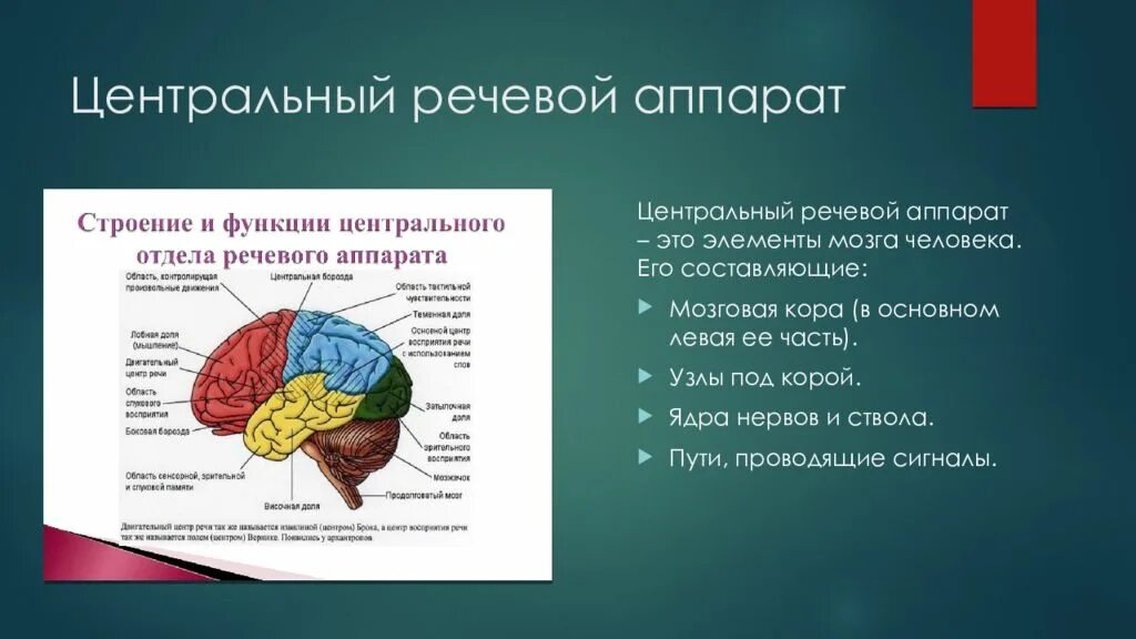 Строение центрального и периферического речевого аппарата. Строение центрального отдела речевого аппарата схема. Периферический отдел речевого аппарата состоит из. Строение периферического отдела речевого аппарата.