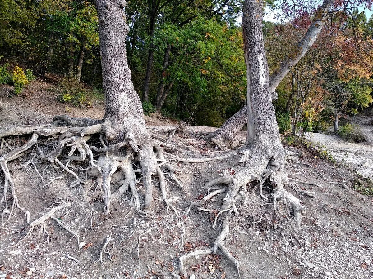 Дерево уходит корнями