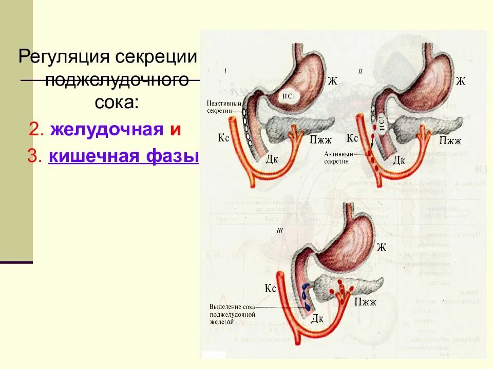 Желудочная фаза секреции желудочного сока схема. Схема кишечной фазы регуляции желудочной секреции. Схема регуляции секреции желудочного сока в кишечную фазу. Схема желудочной фазы регуляции панкреатической секреции.