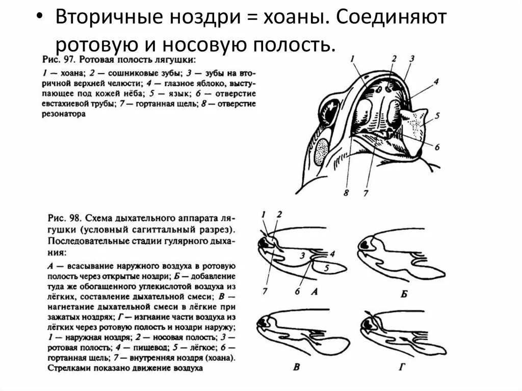 Хоаны соединяют носовую полость с полостью:. Хоаны у рыб. Хоаны в дыхательной систем у рыб. Хоаны соединяют. Какое значение имеет ноздри у рыб