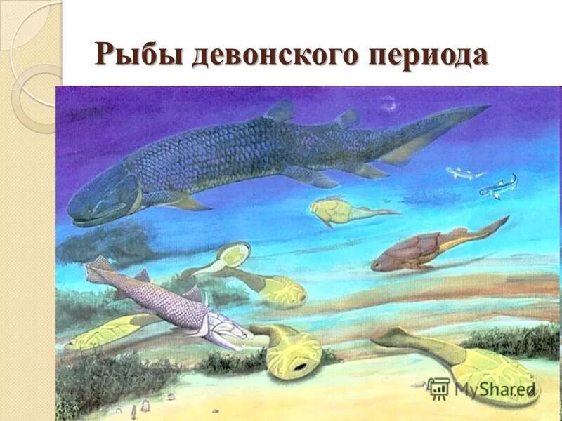 бесчелюстные панцирные рыбы силур. расцвет рыб. плакодермы откуда появились. появление настоящих рыб эра.