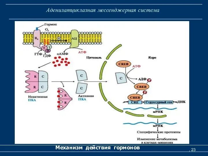 Аденилатциклаза цамф. Аденилатциклазный механизм гормоны. Схема аденилатциклазного пути передачи сигнала. Аденилатциклазный механизм передачи сигнала. Механизм действия белковых гормонов биохимия.