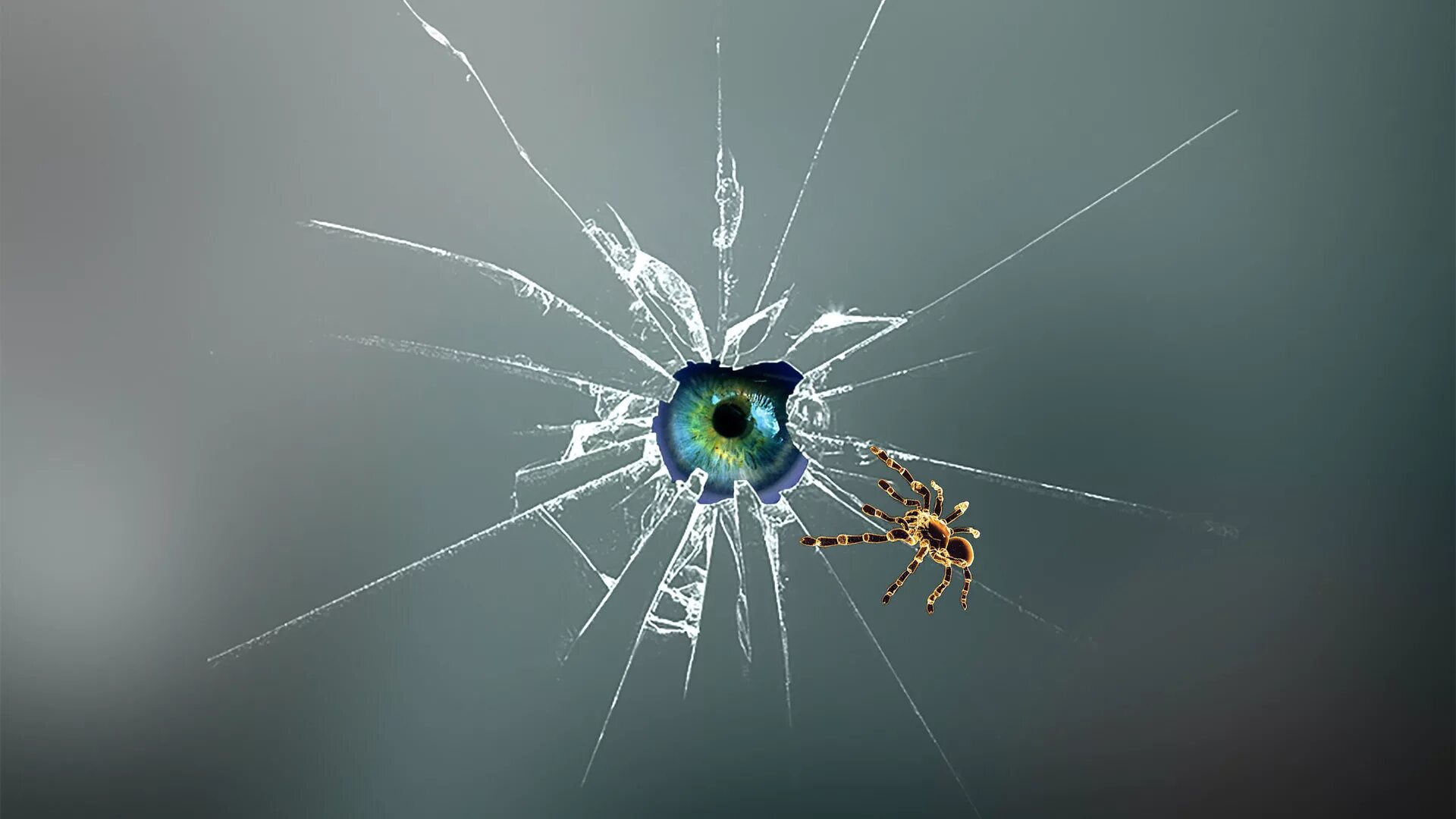 Живые обои паук. Разбитое стекло. Паук на рабочий стол. Фото на рабочий стол разбитый экран. 3д картинки на рабочий стол.