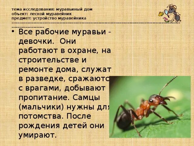 Муравей информация для детей. Презентация про муравьев. Статья про муравьев. Презентация про муравьёв.