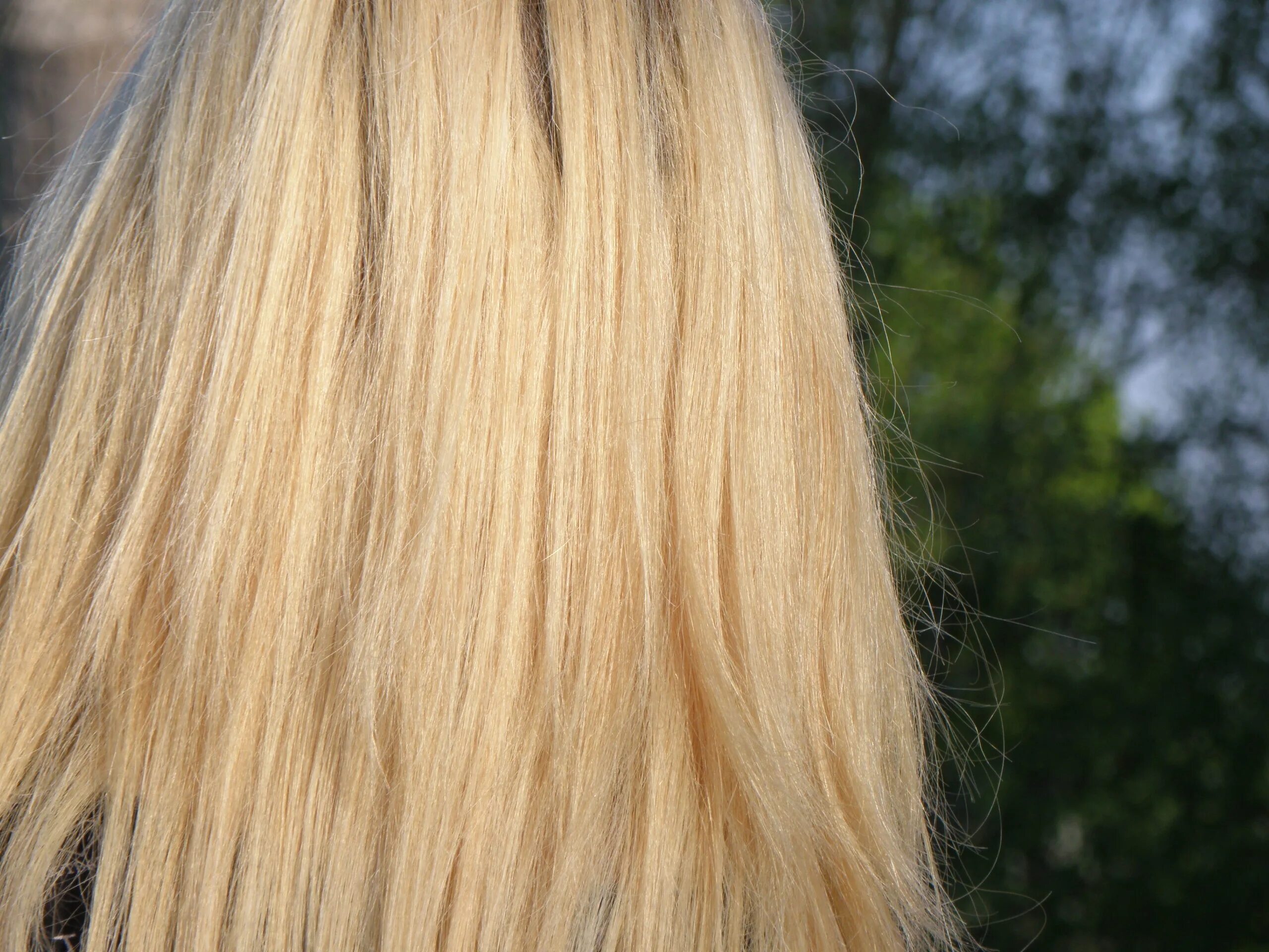 Blonde brown. Очень светло коричневые волосы. Текстура волос блонд. Волосы блонд сожженные текстур. Вместо блонда волосы похожи на сено.
