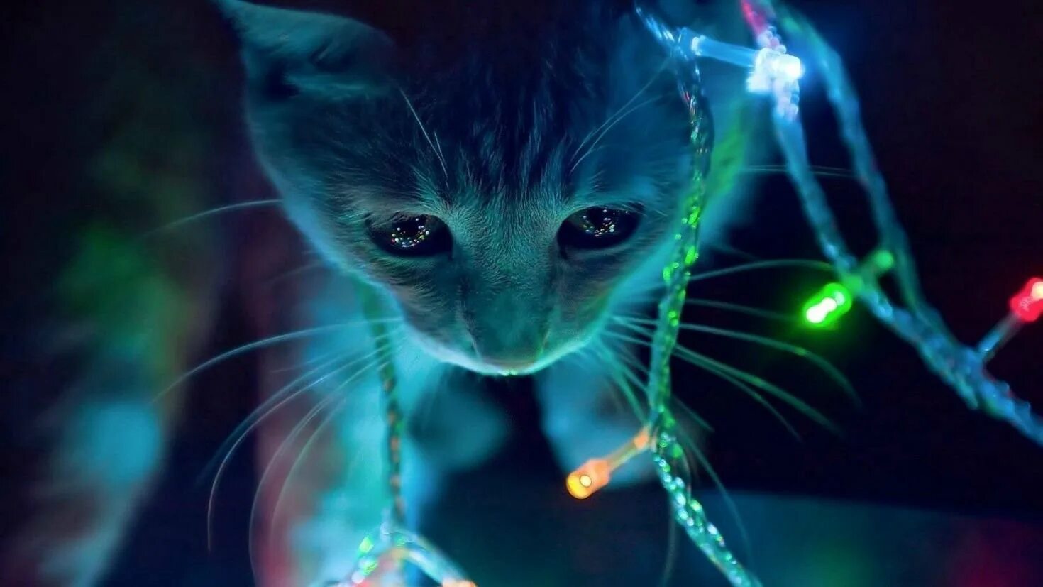 3 д котики. 3 д котики