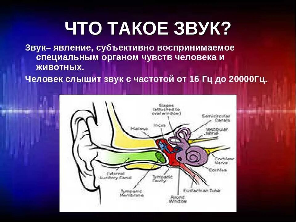 Звук. Явления звука. Звук физическое явление. Звуковые колебания физика. То что слышит человек физика