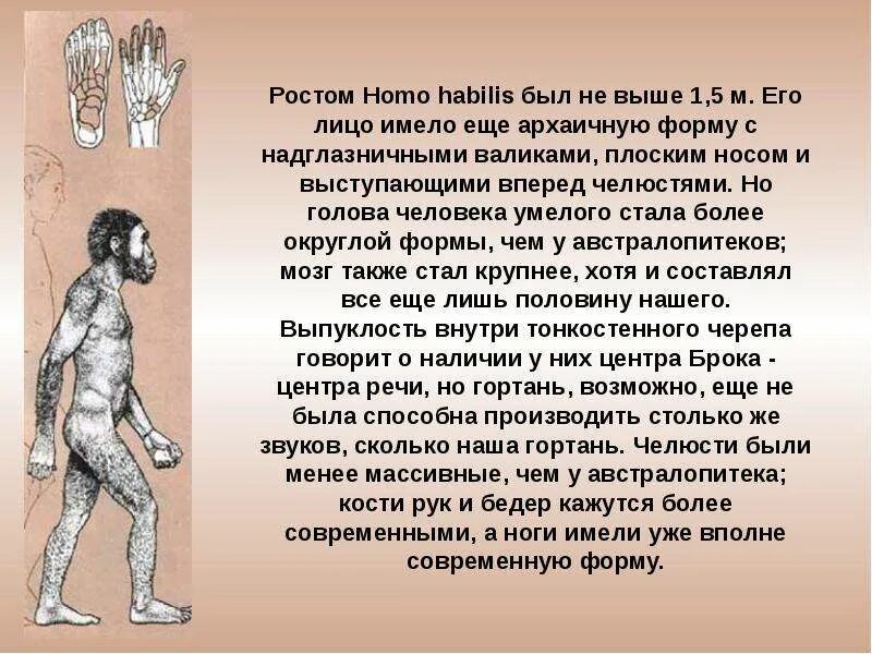 Австралопитек африканус. Руки австралопитека. Презентация на тему человек умелый. Австралопитек афарский люси. Руки австралопитека.