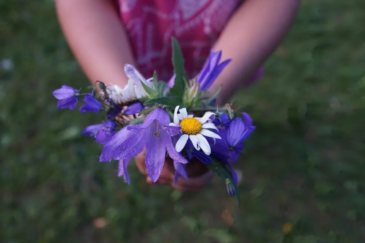 Песня приколола цветок полевой. Полевые цветы в руках. Букетик полевых цветов в руке. Букет цветов в руках. Букет полевых цветов в руках ребенка.