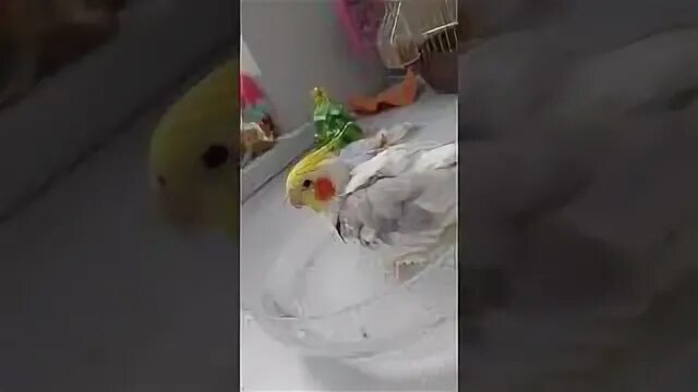 Кореллы купаются