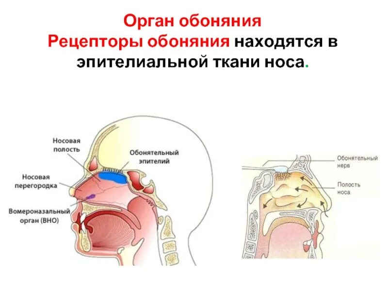 Вомероназальный (Якобсонов) орган. Вомероназальный орган строение. Орган Якобсона строение. Вомероназальный обонятельный орган. Исследование обонятельной функции