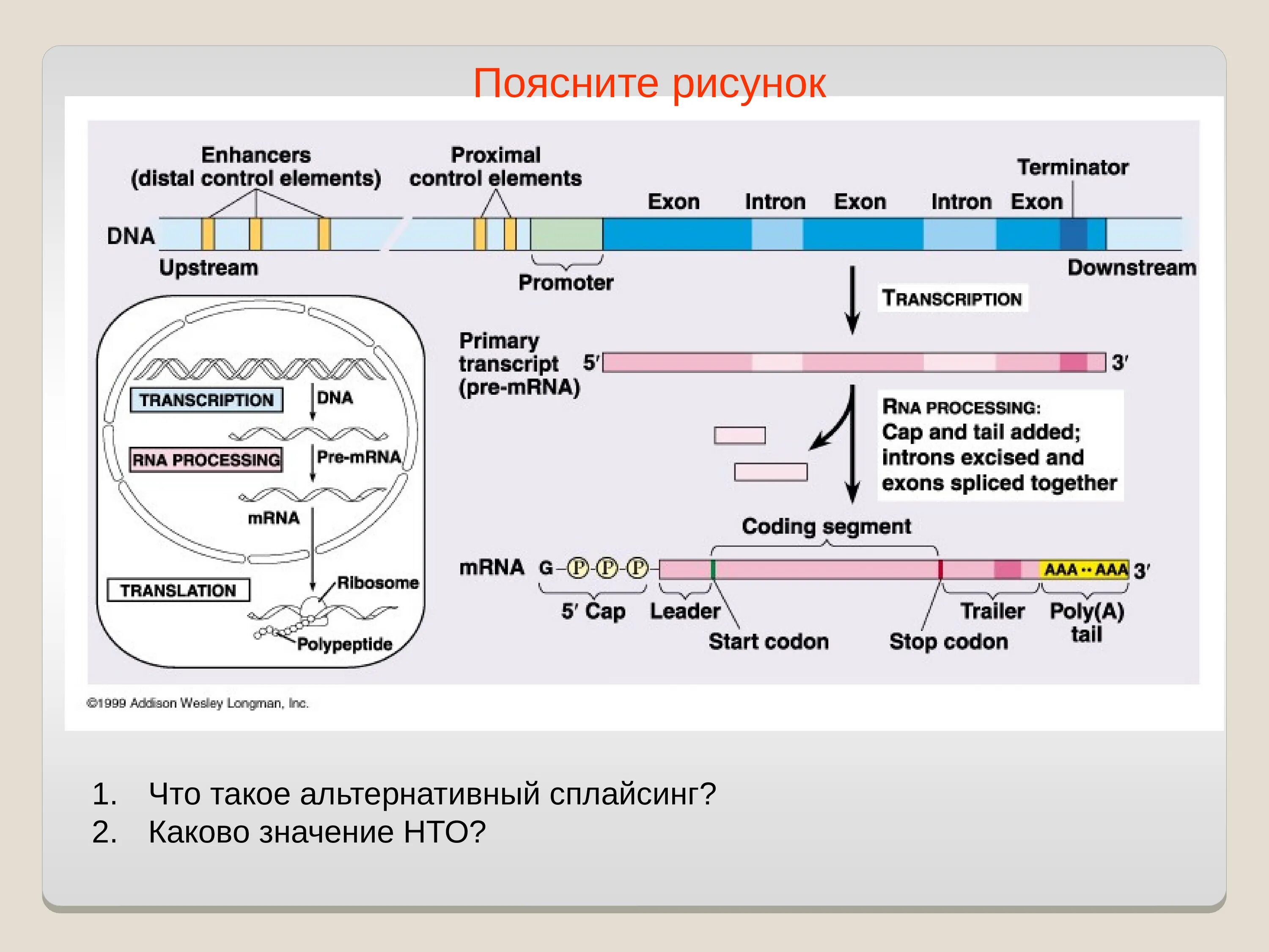 Задачи транскрипции. Общая схема транскрипции. транскрипция рнк этапы. альтернативный сплайсинг у эукариот. альтернативный сплайсинг значение.