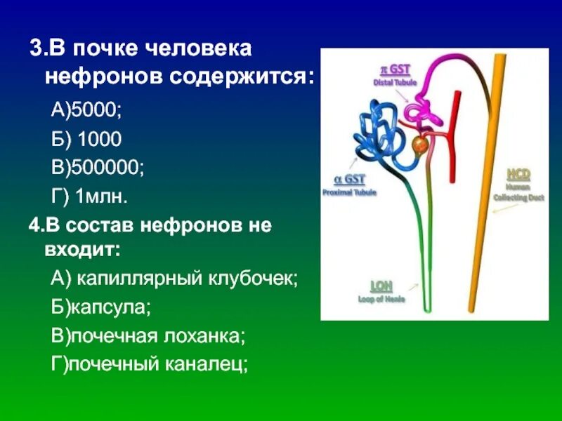 Капиллярный клубочек почечная лоханка почечный каналец. В почке человека нефронов содержится. Строение нефрона. Число нефронов в почке. Количество нефронов в почке составляет примерно.